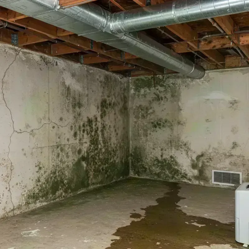 Professional Mold Removal in Anderson County, KY